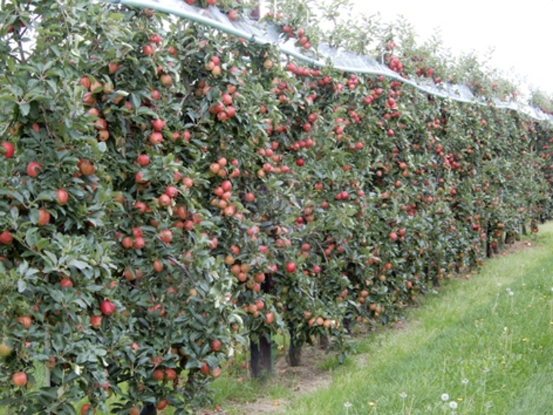 The English Apple Man, informing consumers about how the apples they